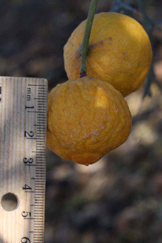            Fruit (Riverside, CA)   